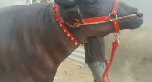 Murrha bull — photo 4