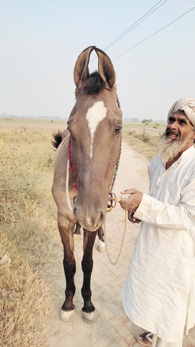 Marwari Horse — photo 2