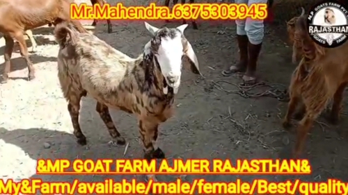 Sirohi Goat — photo 4