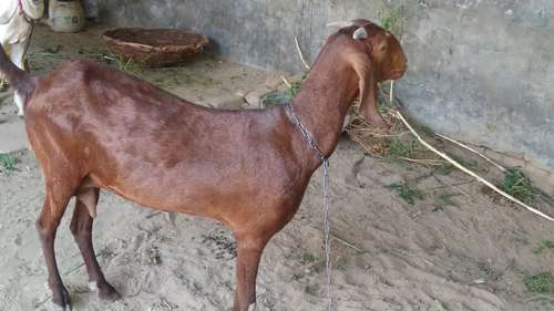 Live Stock Photos