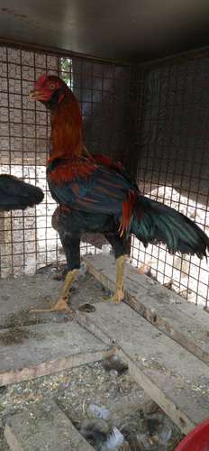 Hen