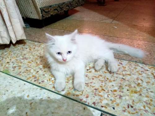 Cat — Triple Coat Cat, Lahore, Pakistan