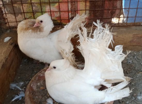 Pure lakke pigeons