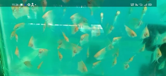 Angel fish  — photo 5