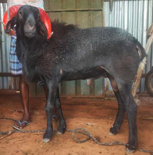 Sheep (bhed)