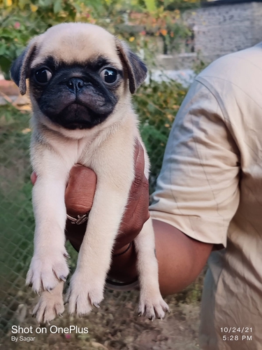 Pug Male Puppy — photo 3