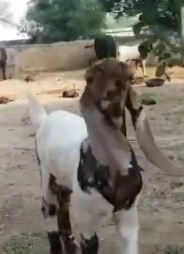 Totapuri Goat — photo 3