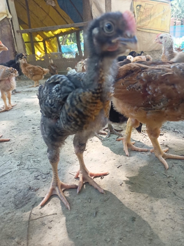Chuje desi  — photo 2