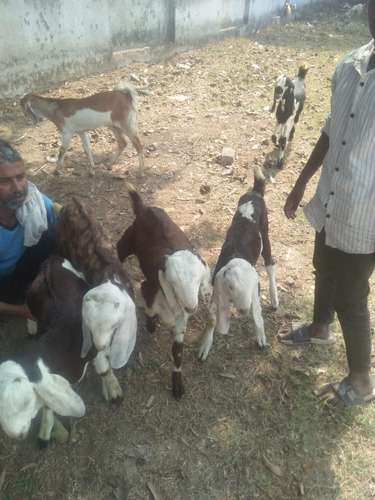 Baby Goat Toptapari, Rajasthani, Ajmeri — photo 6