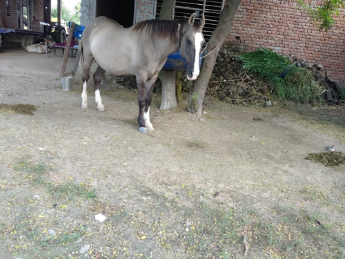 Beautiful horse aur uska baccha — photo 2