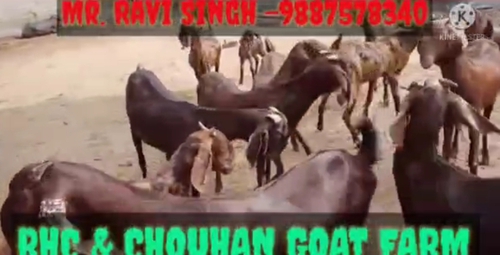 All Breed Goat — photo 3
