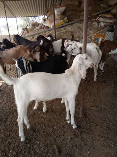 Sirohi & Totapari Gots — photo 3