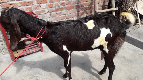 Mawati Goat — photo 5