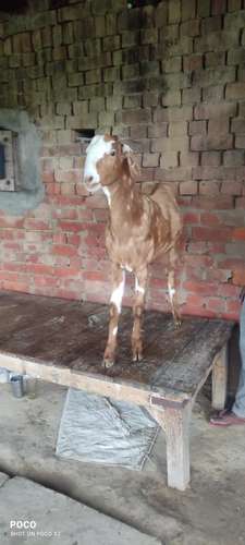 Desi Goat — photo 2