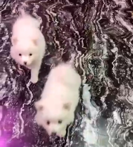 Pomeranian Puppy