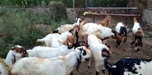 Totapuri Goat — photo 2