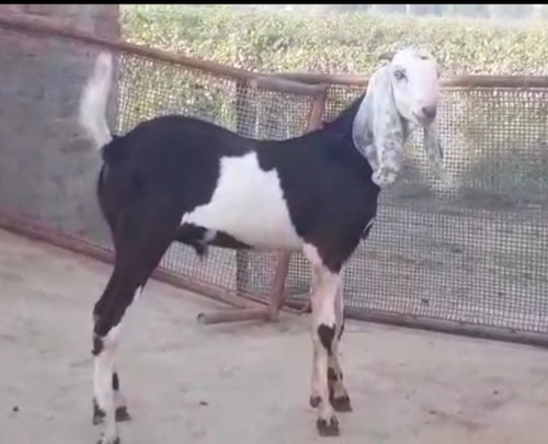 Beetal Bakra — photo 2