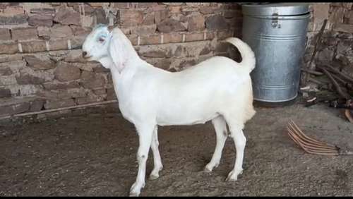 Sojat Goat — photo 3