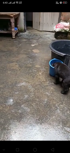 Labrador black puppies — photo 3