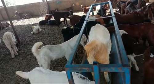 Sirohi Goat — photo 2