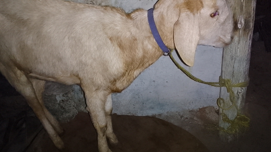 Tow bakri and one bkra — photo 2