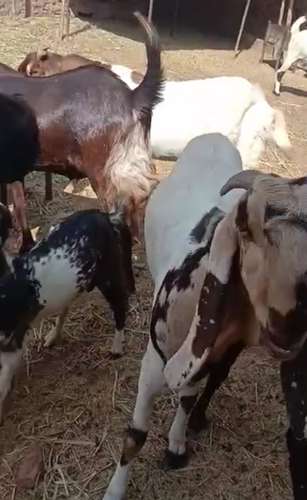 All Breed Goat — photo 5