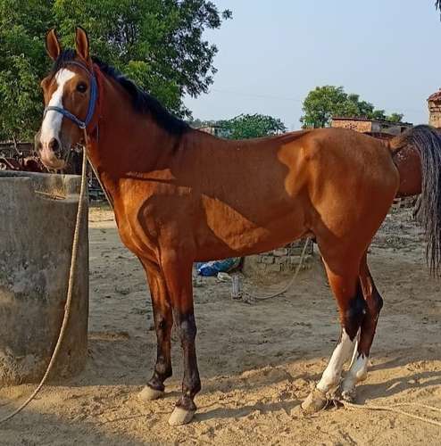 Sindhi Horse — photo 2