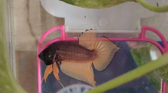 Yellow cheeks Fighting Fish — photo 5