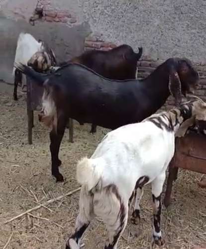 All Breed Goat