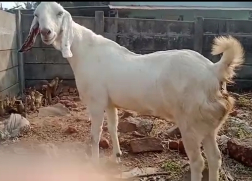 Sojat Goat — photo 2