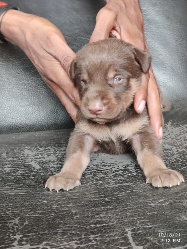 Doberman Puppy