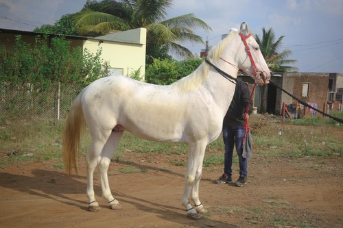 Marwari Horse