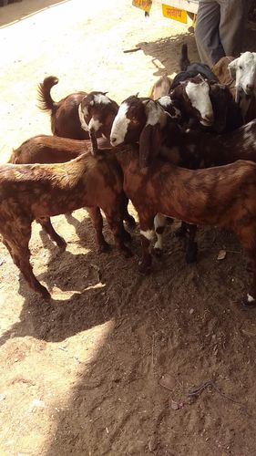 Sirohi male and female  — photo 5