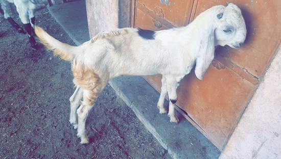 Antique Goat's  — photo 4