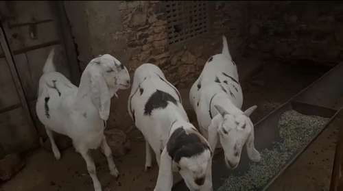 Sojat  Female Goat — photo 3