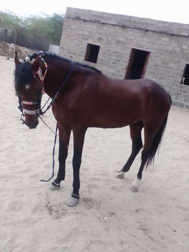 Sindhi Horse — photo 3