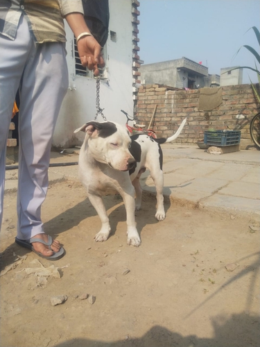 American Bully — photo 2