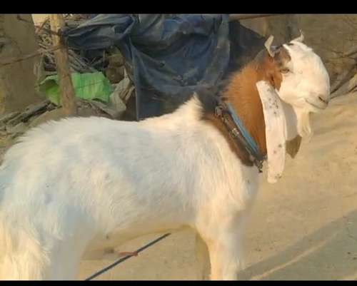 Kota Goat