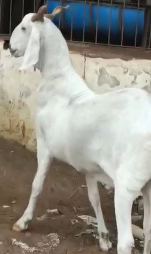 Malwa Goat — photo 2