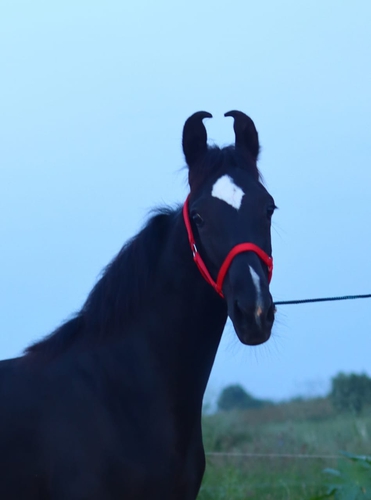 Marwadi Female horse very beautiful — photo 2