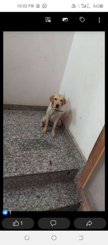 Dog hub hathras all type dog sale purchase