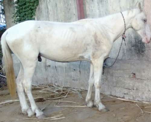 Sindhi+kathi mix vachera