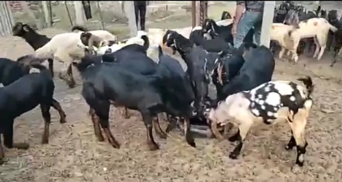 Kota Goat — photo 2