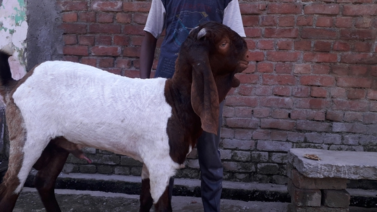 Goat