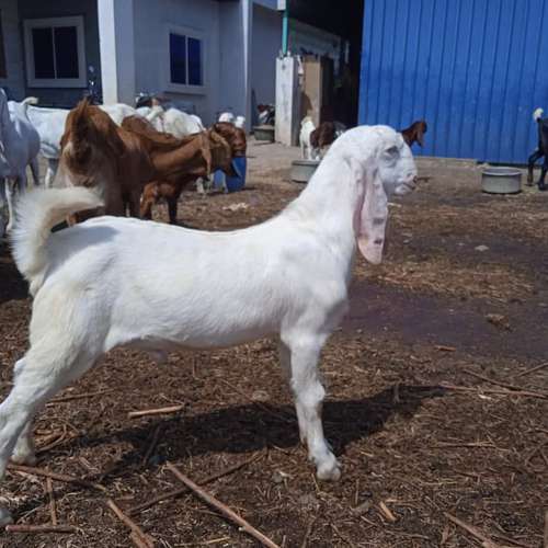 Live Stock Photos