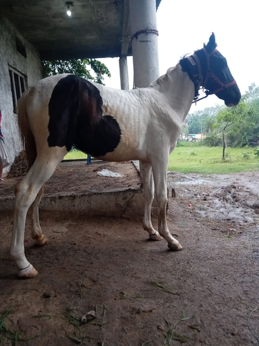 Marwari Horse — photo 2