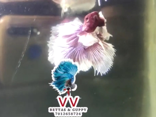 Dumbo ear Fish — photo 3