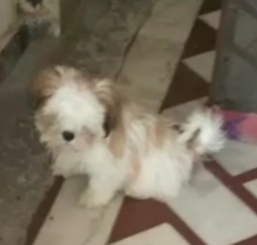 Shitzu Male Puppy
