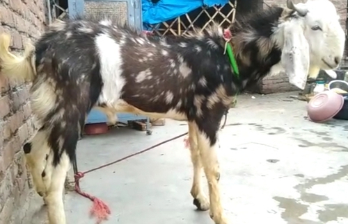 Gujri Goat — photo 4