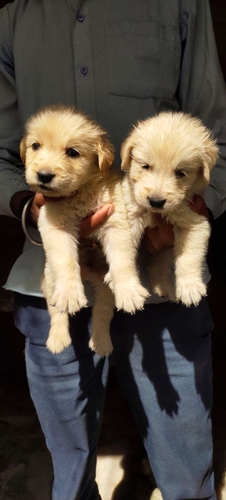 Golden Retriever — photo 5